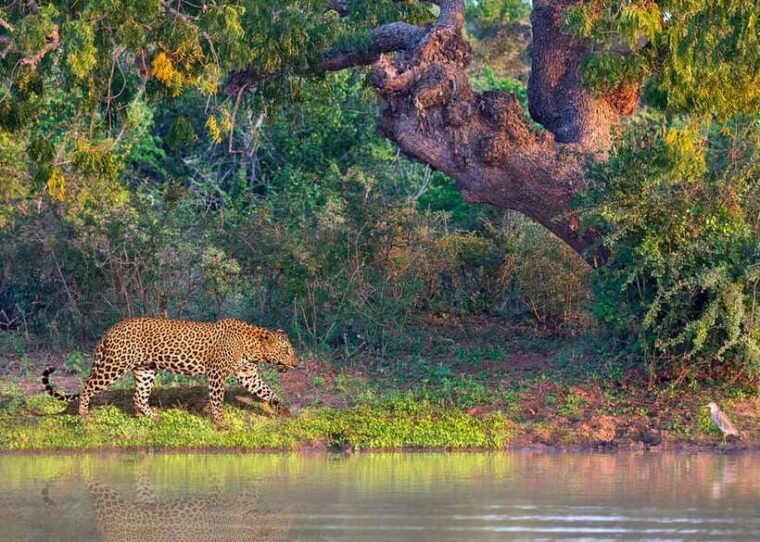 sri-lanka-history-wildlife-beaches-7-days-private-tour