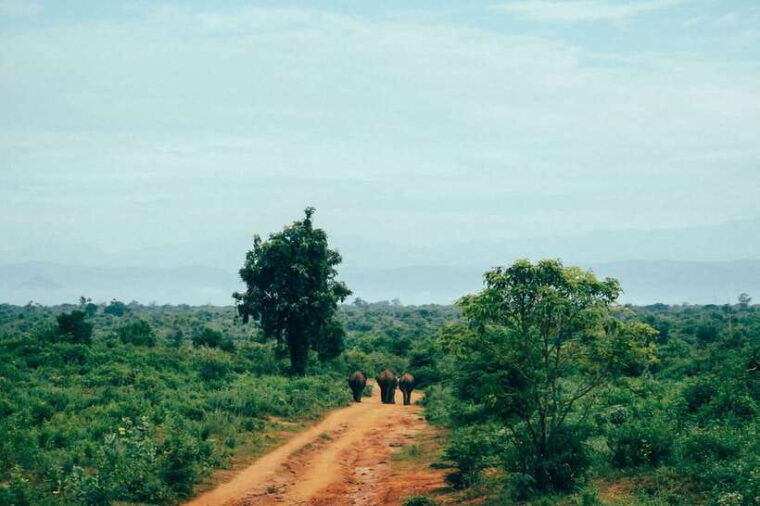 sri-lanka-private-udawalawe-sinharaja-ella-with-train-tour