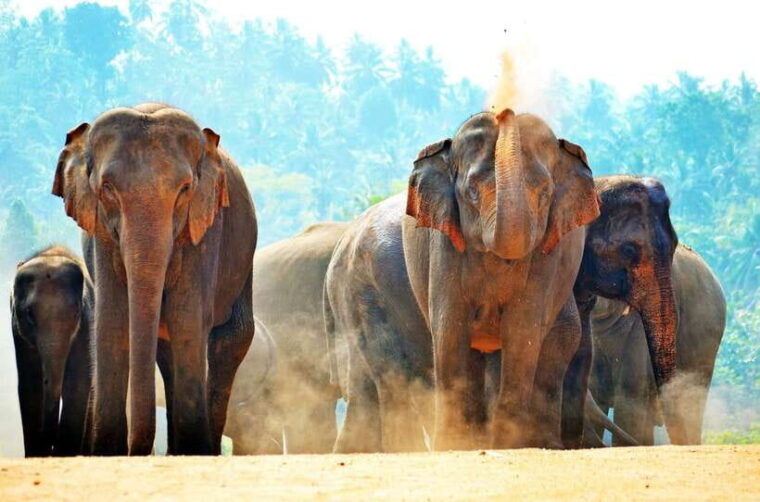 sri-lanka-sigiriya-dambulla-highlights-day-tour-and-safari