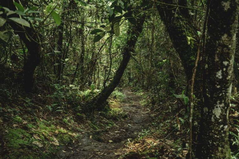 sri-lanka-sinharaja-rainforest-tour-from-colombo-bentota