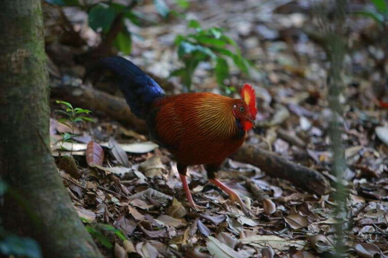 sri-lanka-trekking-hiking-5-days-tour