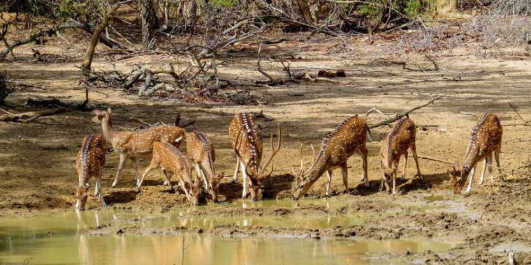 sri-lanka-yala-national-park-private-safari