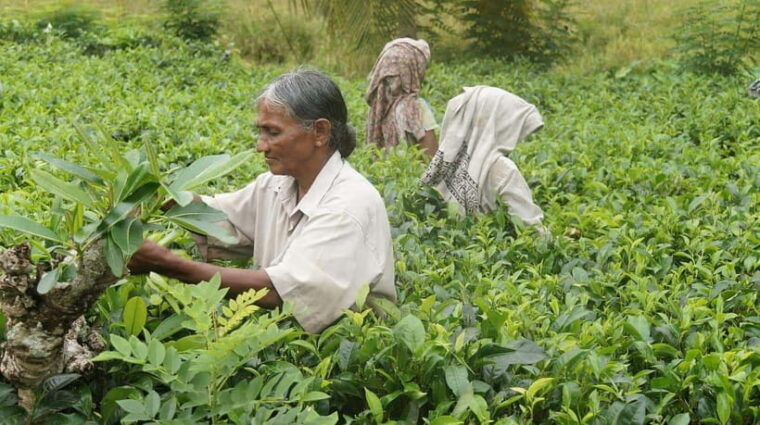 sri-lankas-highlights-12-day-tour-with-temples-tea-plantations-and-nature