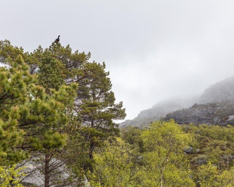 stavanger-preikestolen-hidden-trail-hike-canoe-lunch