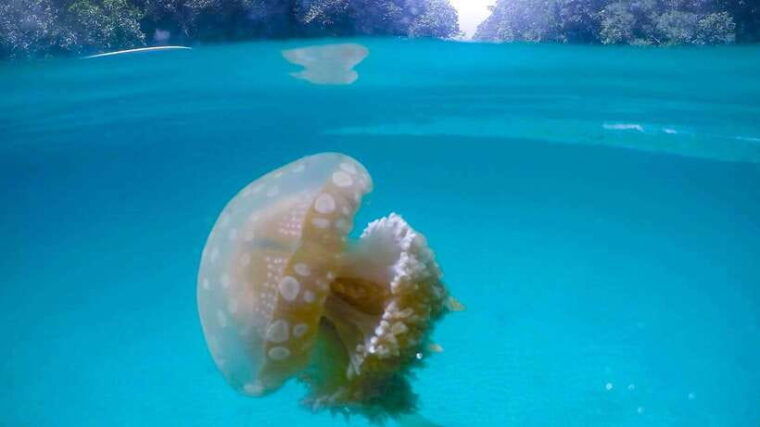 surigao-siargao-sohoton-cove-tour-with-lunch-and-pickup