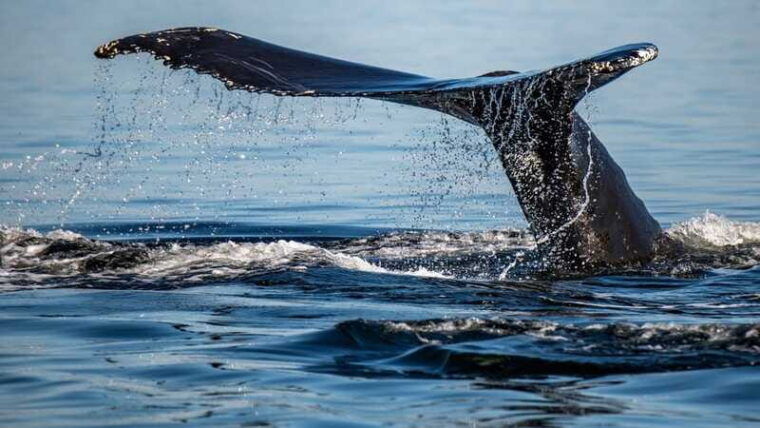 tadoussac-charlevoix-3-hour-whale-watching-boat-tour