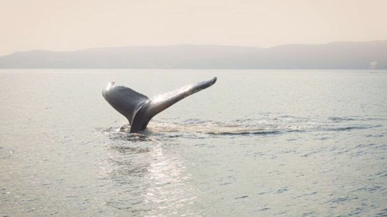 tadoussac-charlevoix-vip-lounge-upper-deck-whale-watching