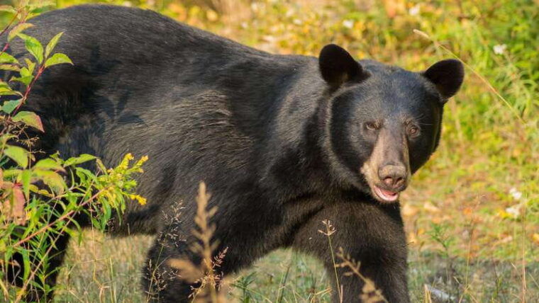 tadoussac-charlevoix-whale-watching-tour-bear-observation
