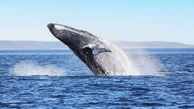 tadoussac-charlevoix-whale-watching-zodiac-tour
