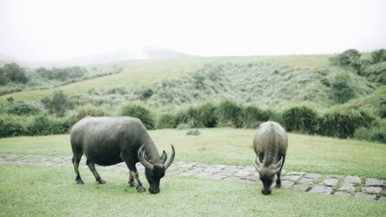 taipei-yangmingshan-national-park-half-day-tour