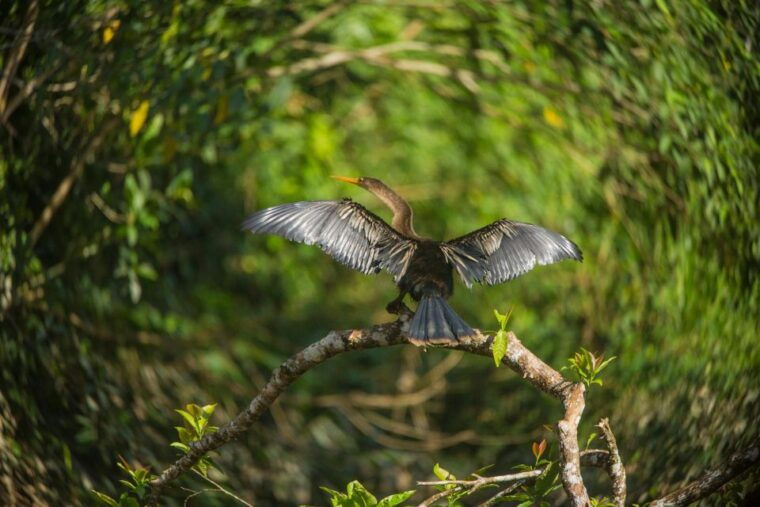 tambopata-macaw-clay-lick-3-days-2-nights