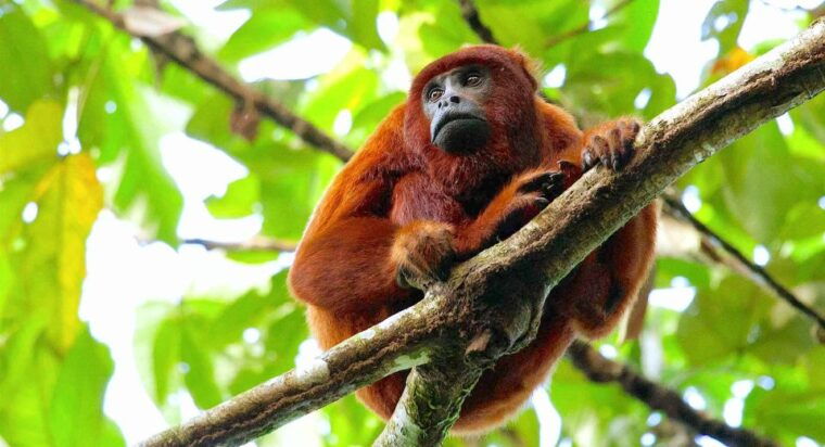 tambopata-zipline-adventure-kayak-to-monkey-island