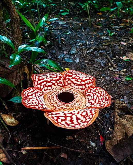 tambunan-rafflesia-flower-trekking-with-rustic-lunch
