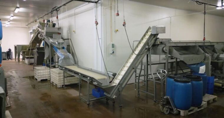 tavira-olive-experience-with-factory-tour-and-tasting