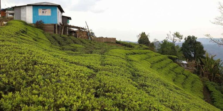 tea-plucking-tea-factory-tour-from-nuwara-eliya