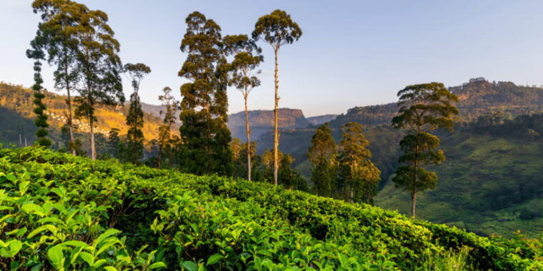 tea-trail-of-nuwara-eliya