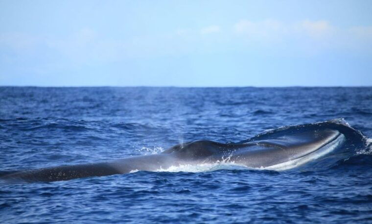 terceira-half-day-dolphin-and-whale-watching-tour