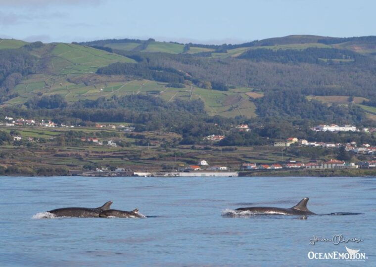 terceira-island-whale-and-dolphin-watching-boat-excursion