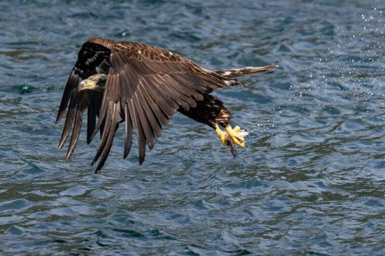 the-eagle-show-eagles-of-jimmy-judd