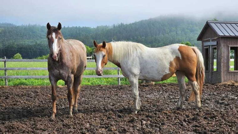 the-montagnarde-guided-horseback-ride-on-mountain-trails