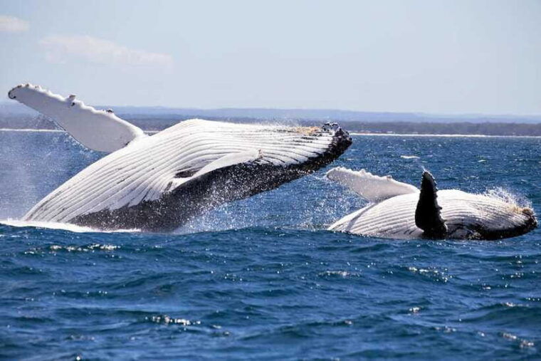trincomalee-whale-dolphin-watching-pigeon-island-tour