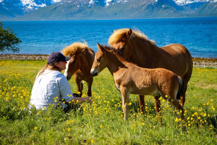 tromso-lyngen-horse-summer-evening-riding-experience