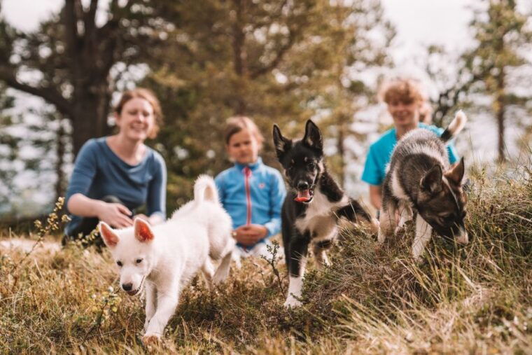 tromso-puppy-training-at-the-husky-kennel-with-lunch