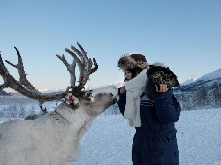tromso-sami-reindeer-sledding-and-sami-cultural-tour