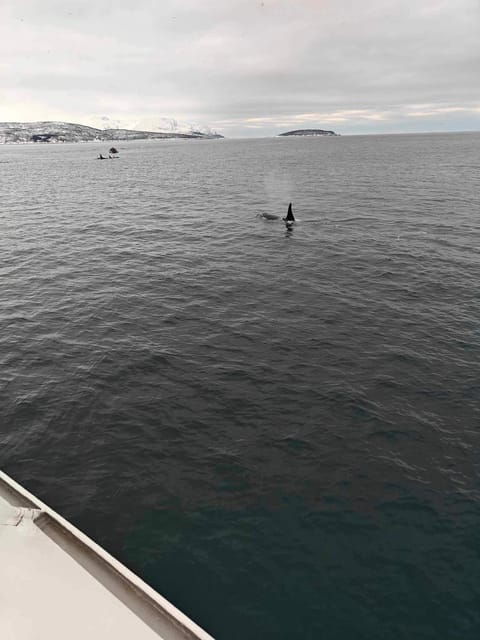 tromso-whale-safari-with-ms-keiser-wilhelm
