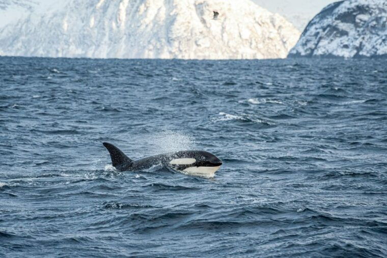 tromso-whale-watching-tour-by-hybrid-electric-catamaran