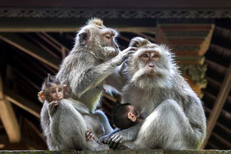 ubud-center-highlights-guided-walk-tour-with-entry-tickets