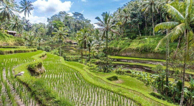 ubud-customised-bali-ubud-tour-with-transfer