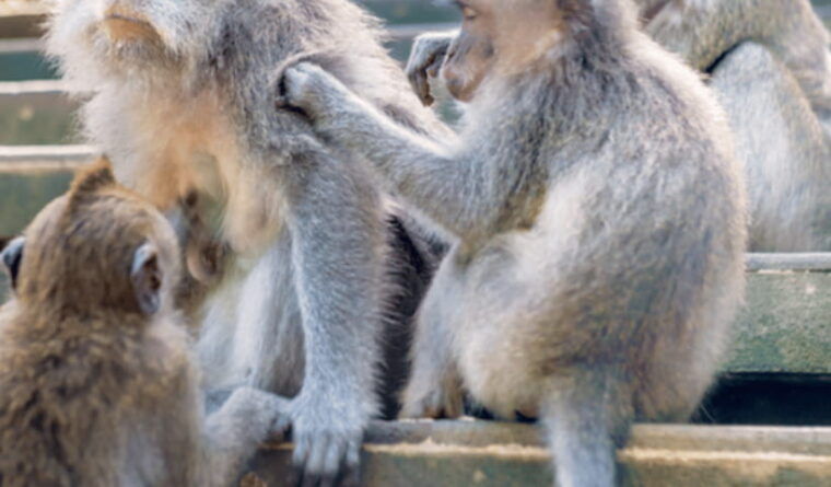 ubud-full-day-private-tour-with-all-inclusive