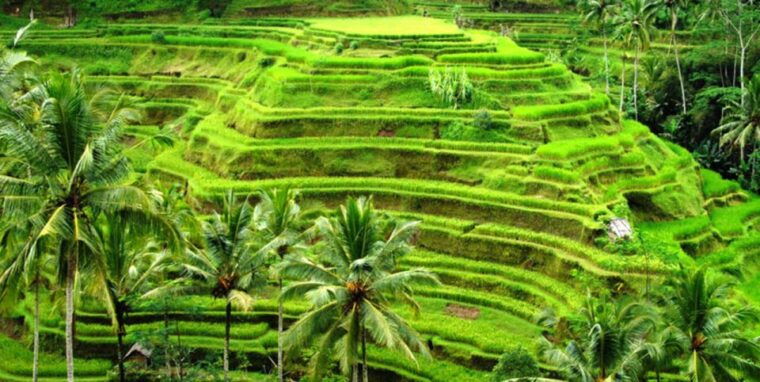 ubud-full-day-tour-with-private-car