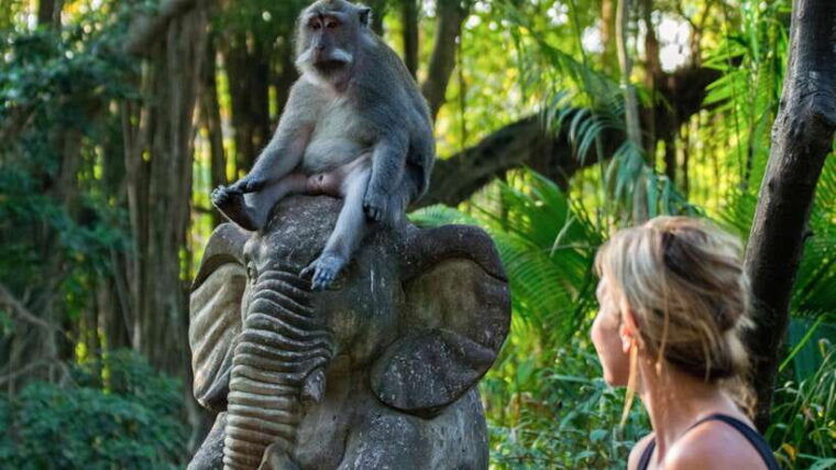 ubud-monkey-forest-and-rice-terrace-private-tour
