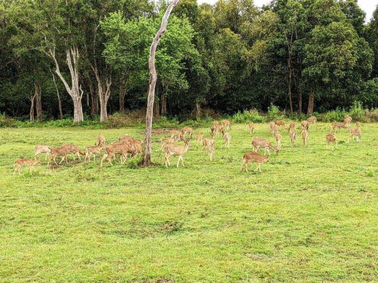 udawalawa-national-park-safari-elephant-transit-home-tour-2