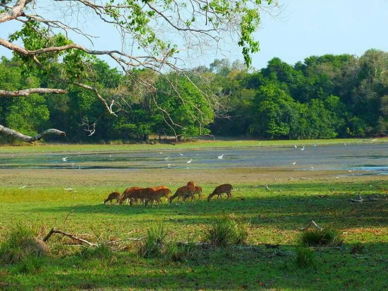 udawalawe-national-park-private-jeep-safari-from-colombo