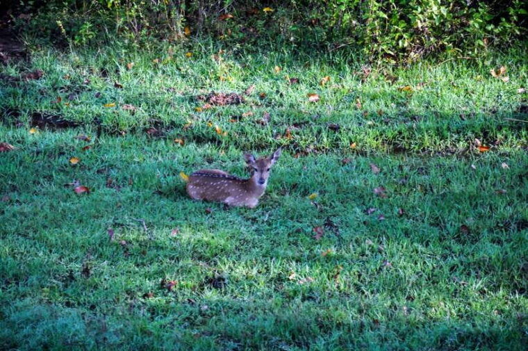 udawalawe-national-park-private-safari-from-kalutara