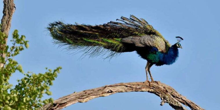 udawalawe-national-park-safari-with-experienced-driver-2