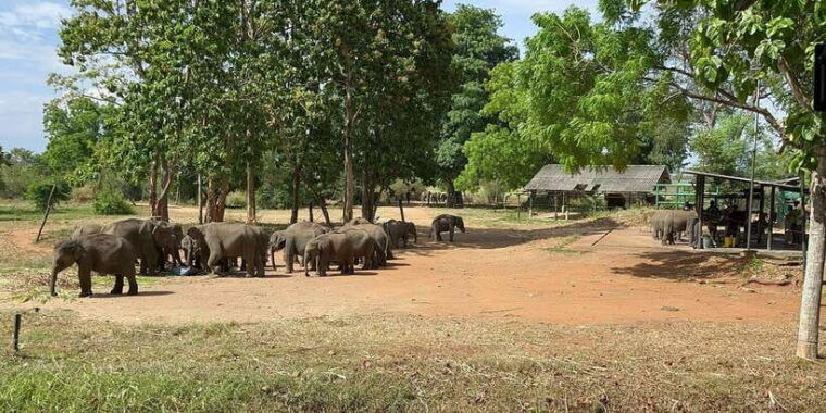 udawalawe-national-park-wildlife-safari-from-bentota