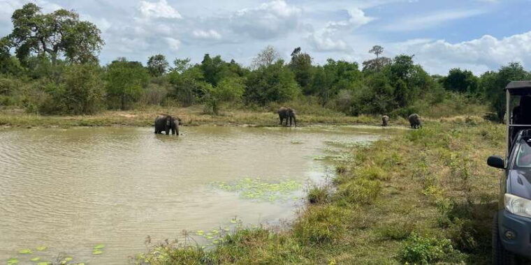 udawalawe-national-park-wildlife-safari-from-galle