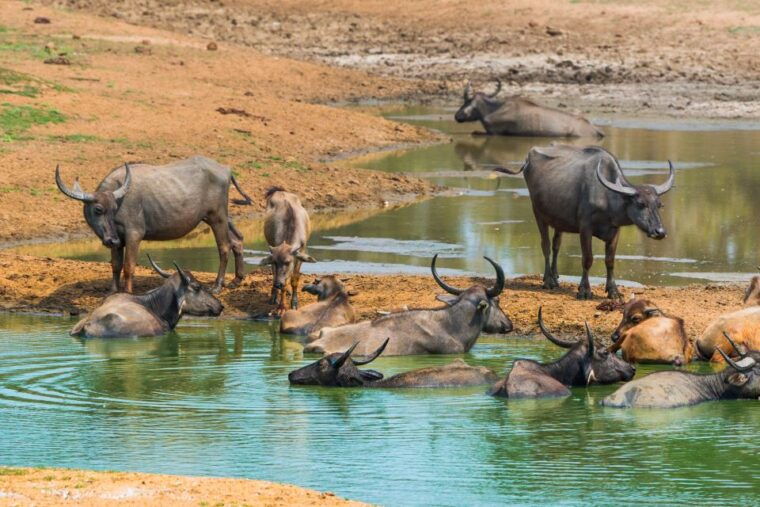 udawalawe-private-safari-all-inclusive-day-trip-with-lunch