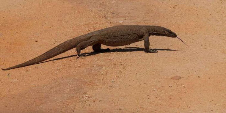 udawalawe-safari-private-tour-%f0%9f%90%98