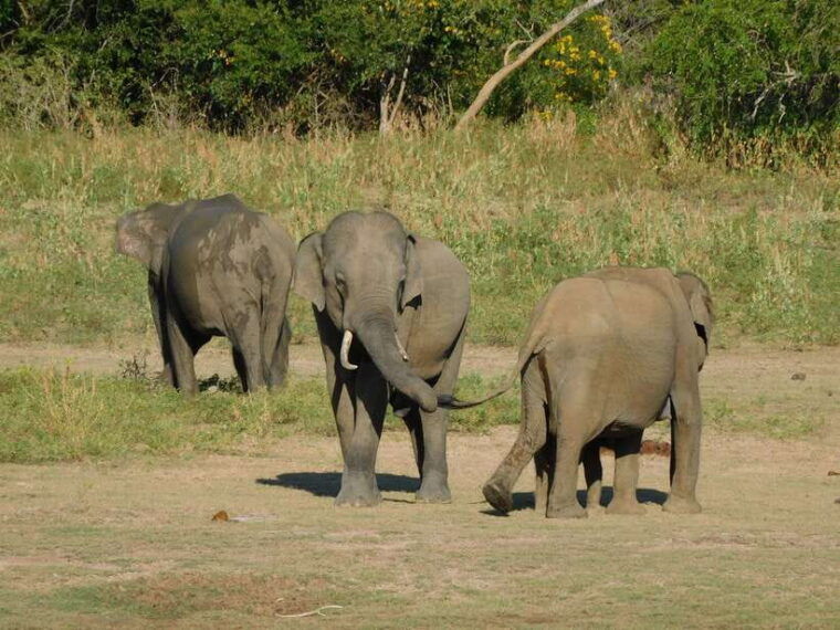 udawalawe-safari-tour-from-hambantota-portshore-excursion