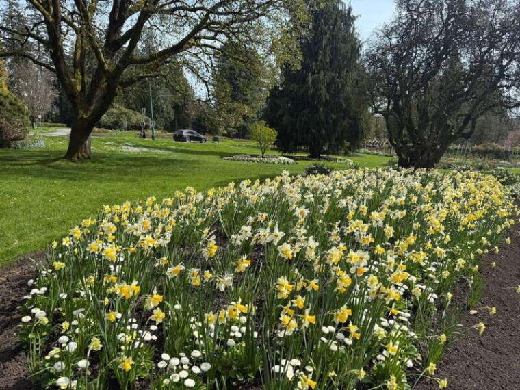 vancouver-city-tourlux-carstanley-parktotemchinagastown