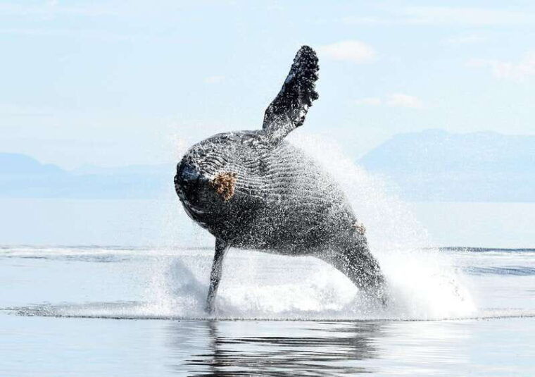 vancouver-island-cowichan-bay-sunset-whale-watching-tour