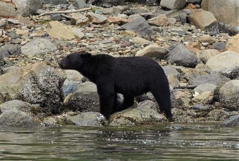 vancouver-island-spring-bears-and-whales-full-day-tour