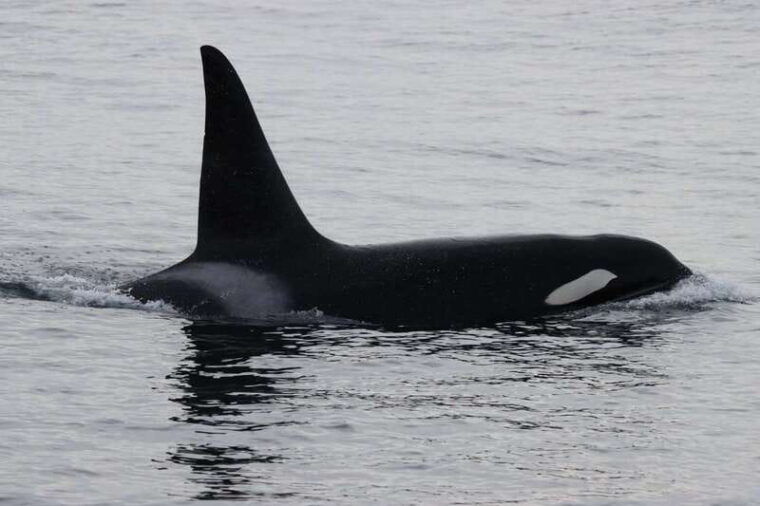 vancouver-whale-watching-safari