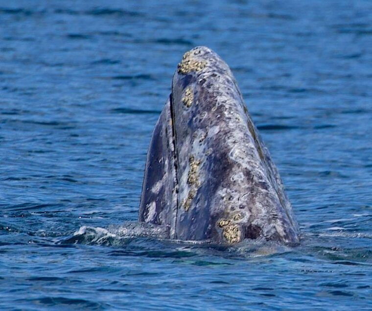 victoria-bc-marine-wildlife-whale-watch-tour