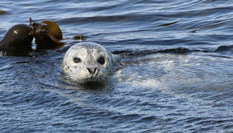 victoria-guided-wildlife-watching-tour-by-catamaran